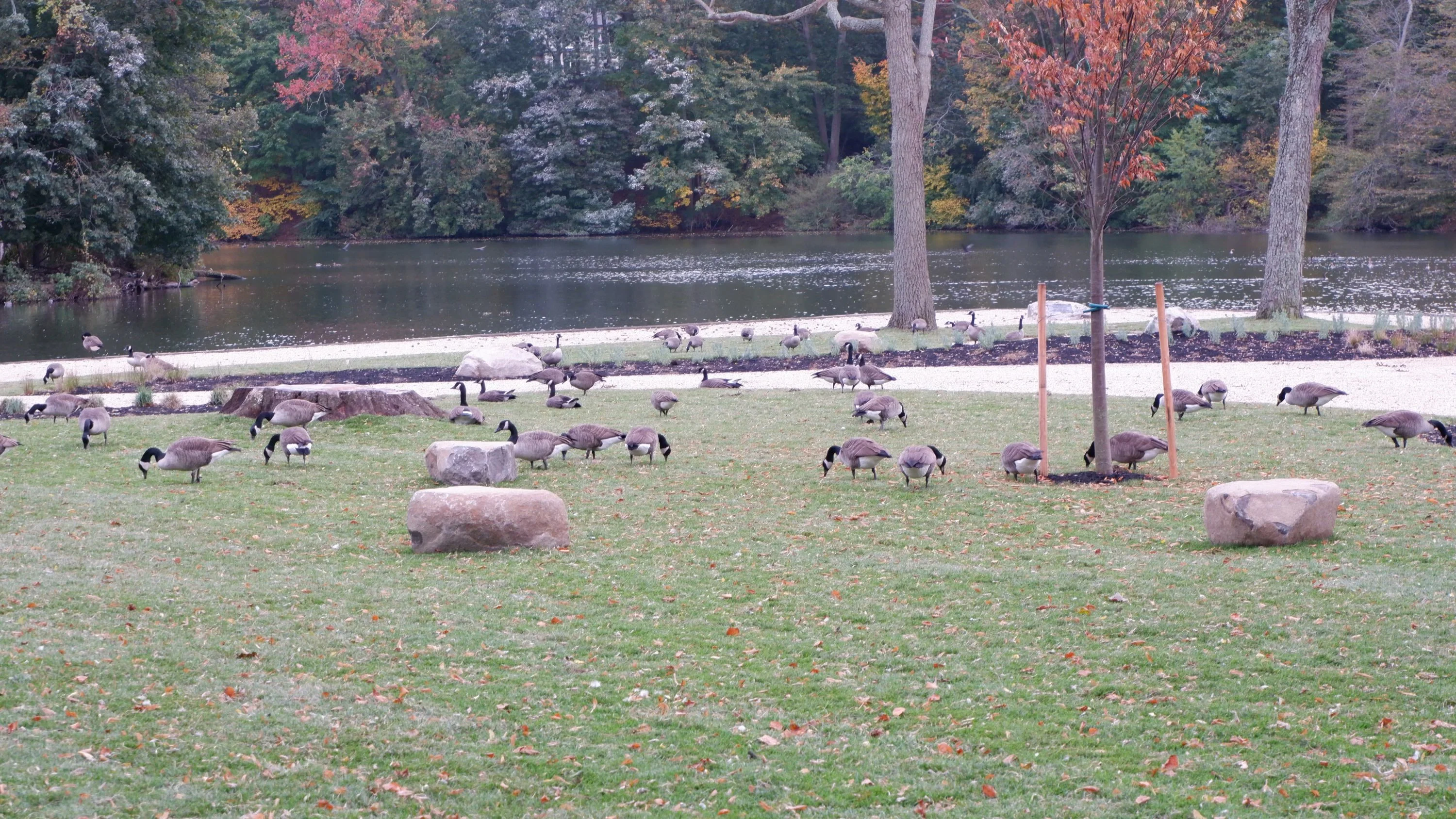 Walking tours in Stony Brook, NY