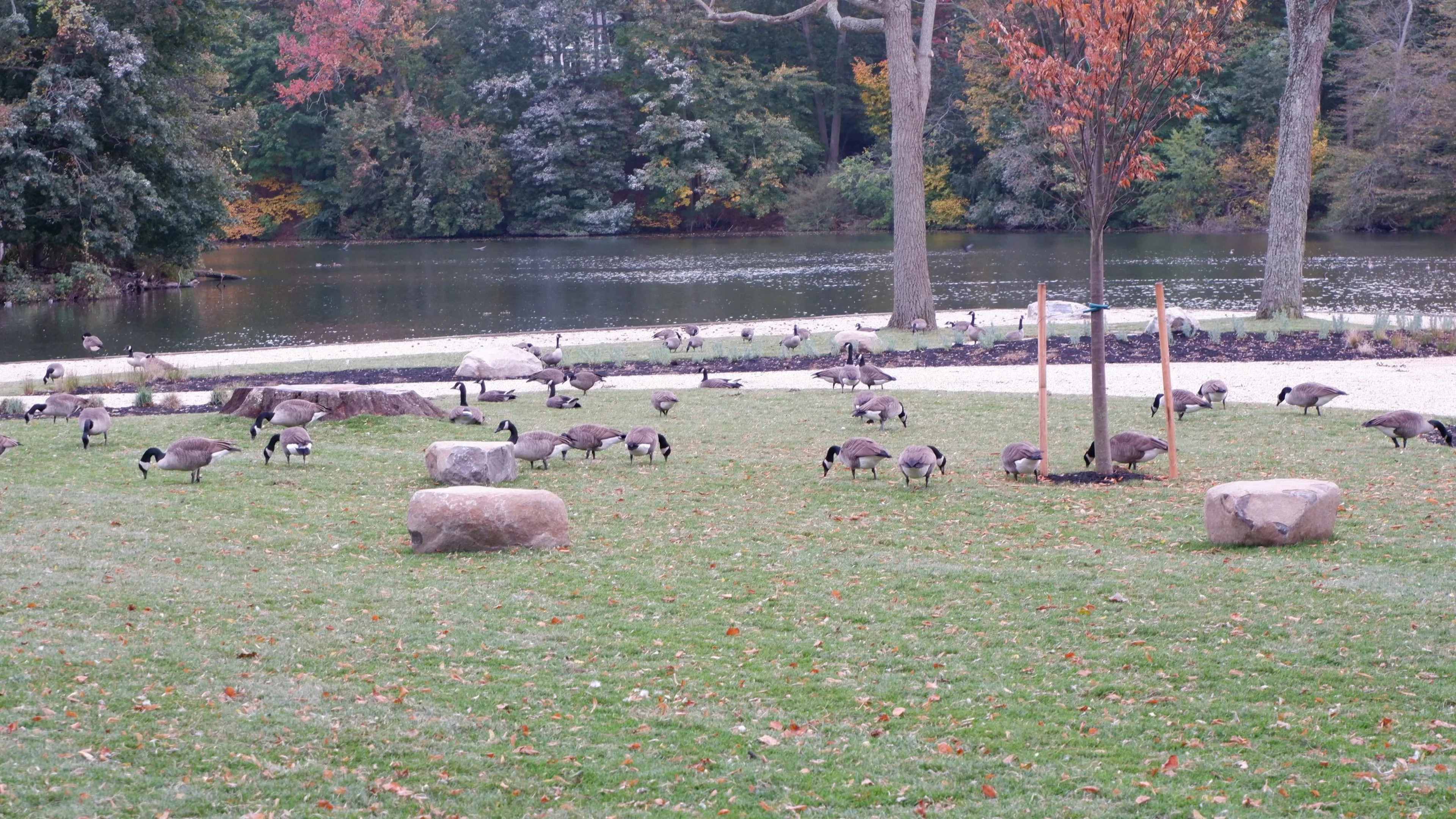 Walking tours in Stony Brook, NY
