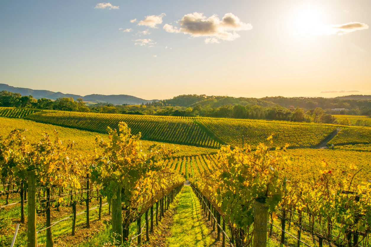 Chasses au trésor à Napa
