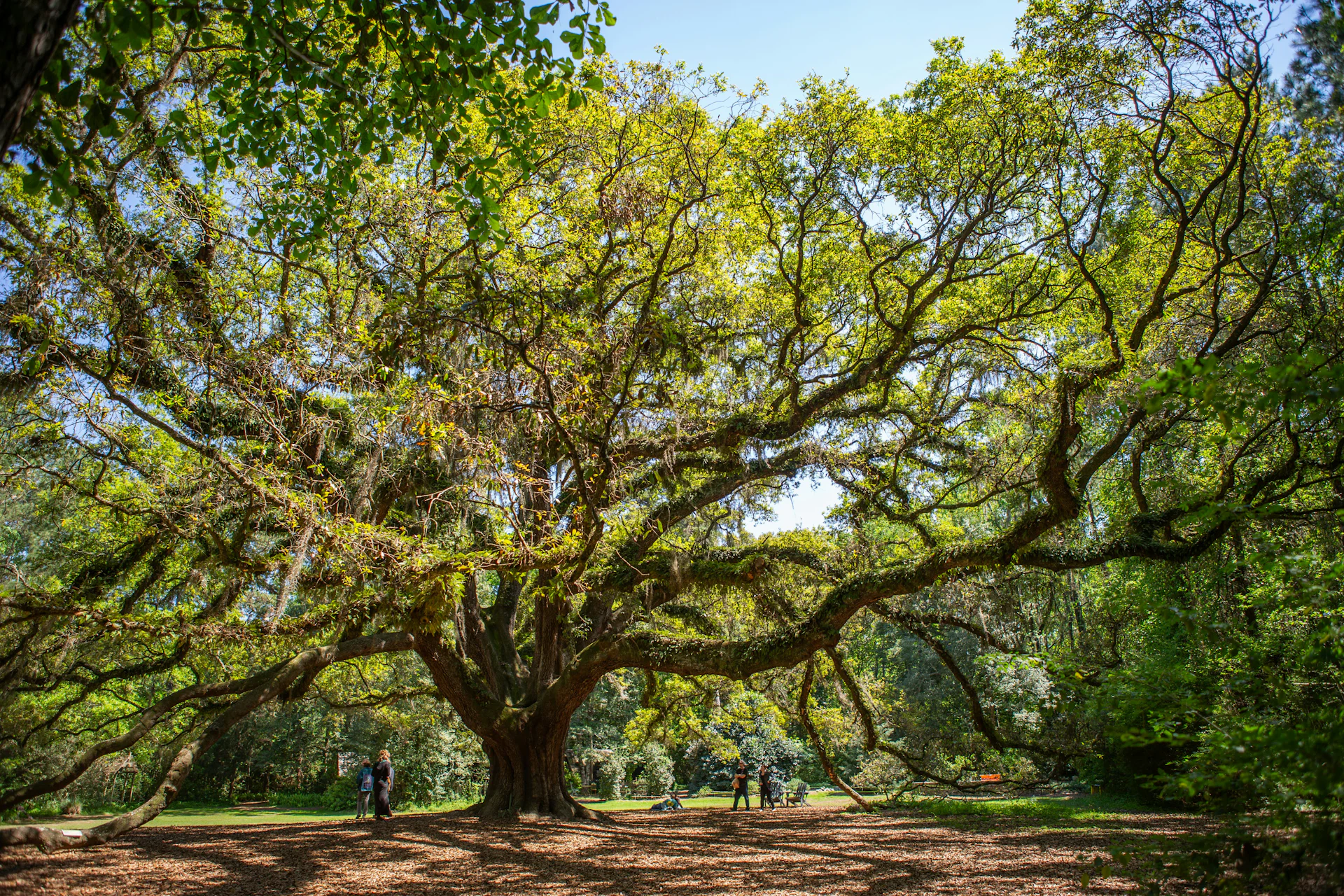 Búsquedas del tesoro en Tallahassee