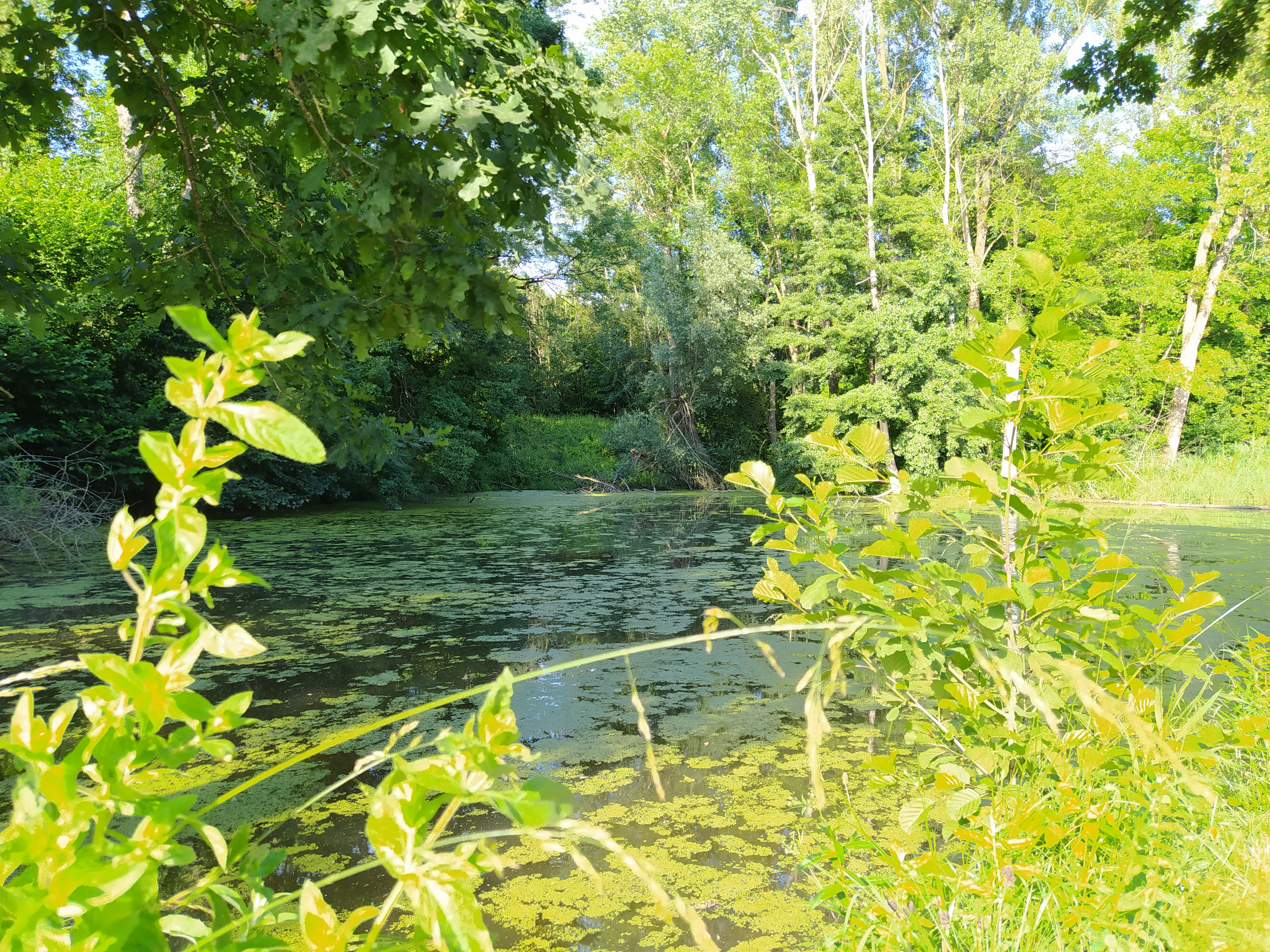 Abenteuer Donauauen – Entdecken, Beobachten, Mitmachen cover