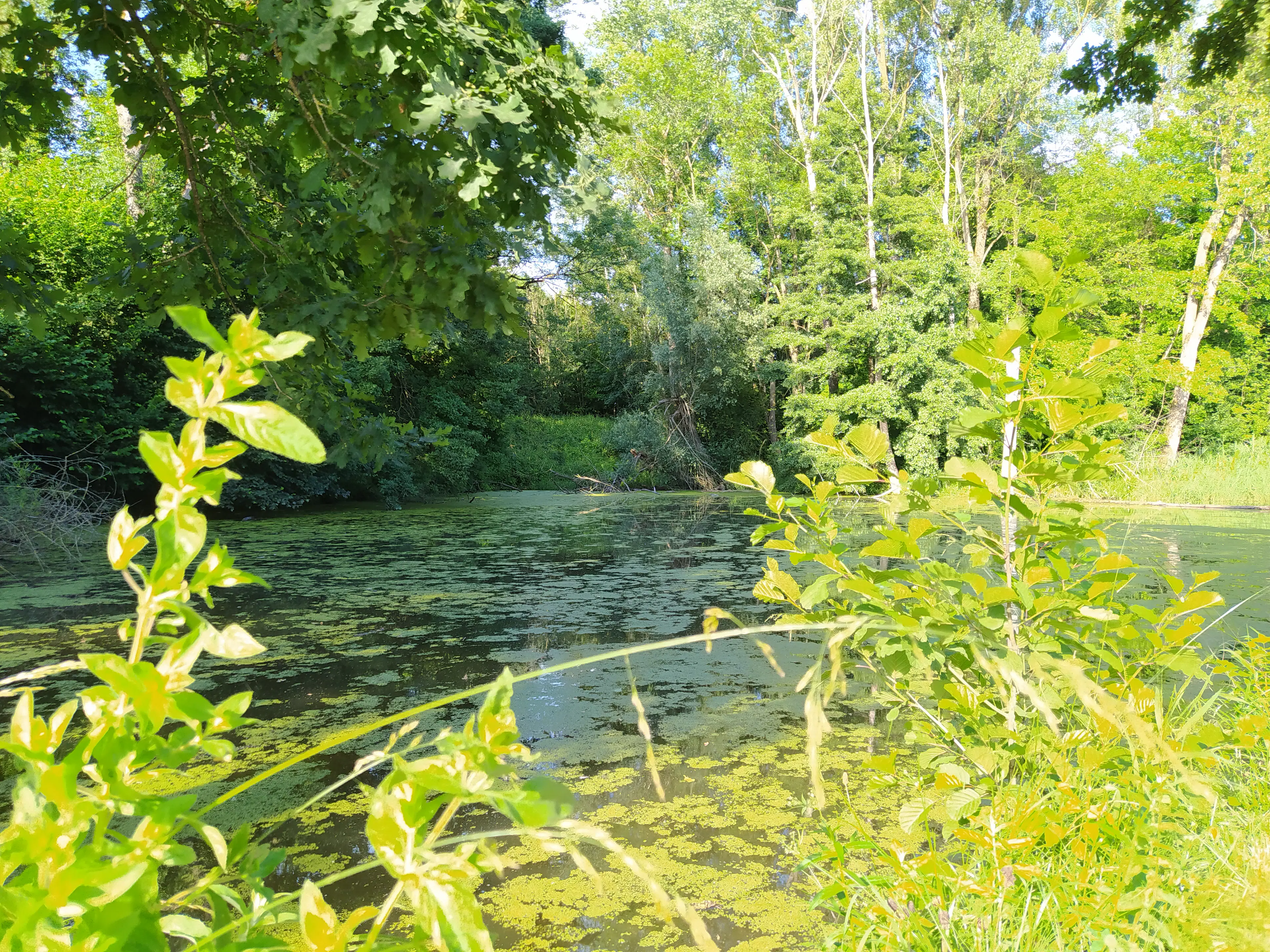 Abenteuer Donauauen – Entdecken, Beobachten, Mitmachen image 1