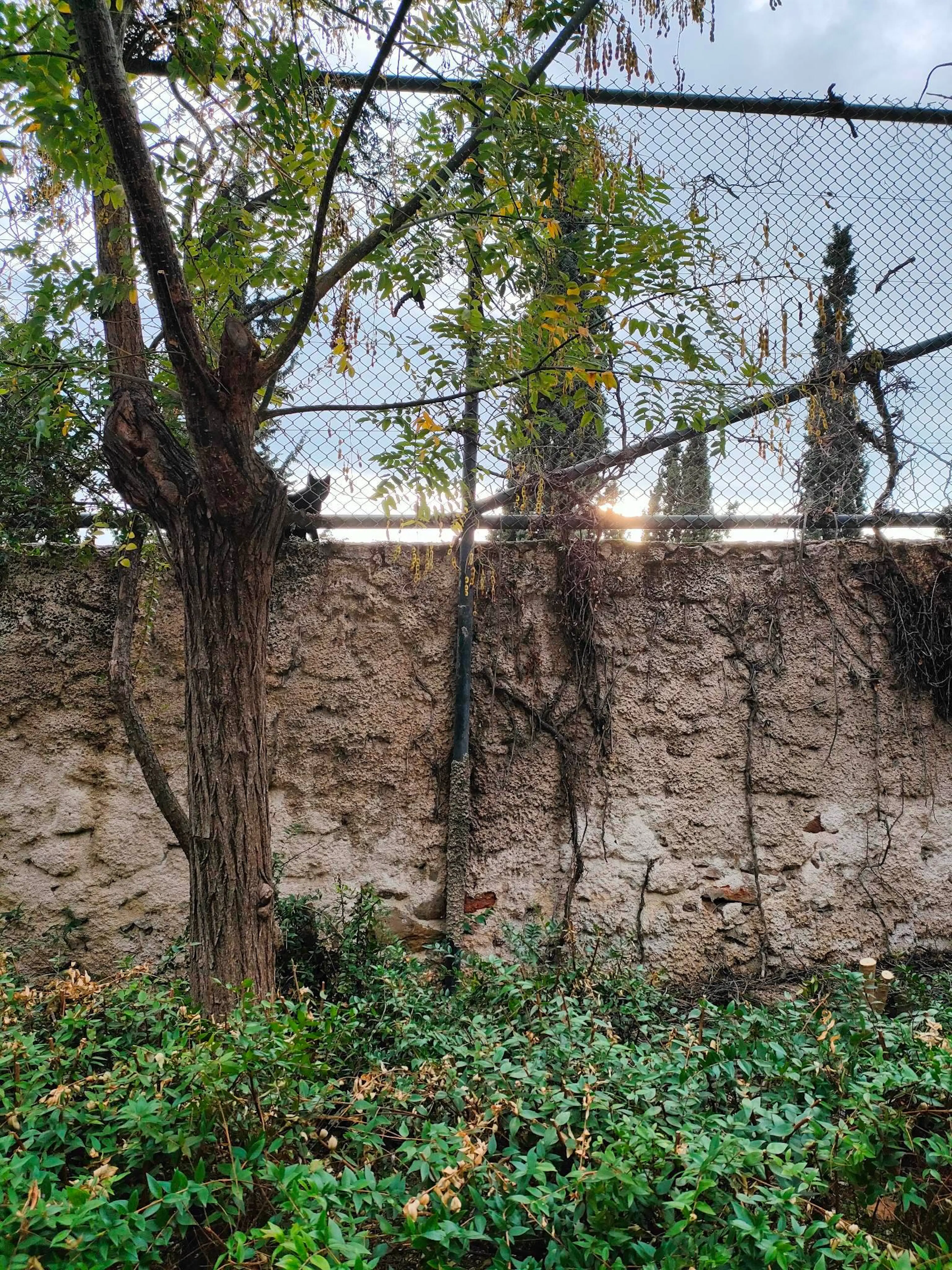 Cat gods in Athens: A life and death tour image 1