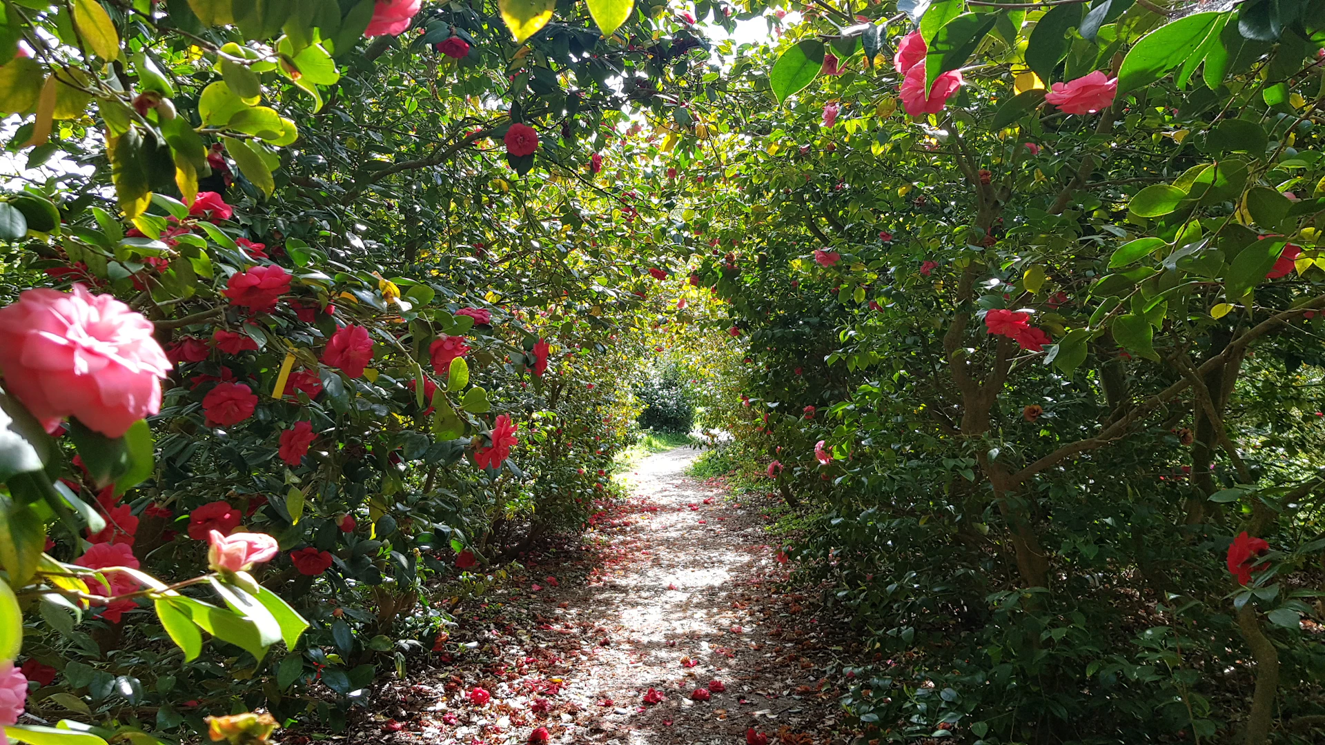Beautiful Bushy ParkHunt London: The Missing Game