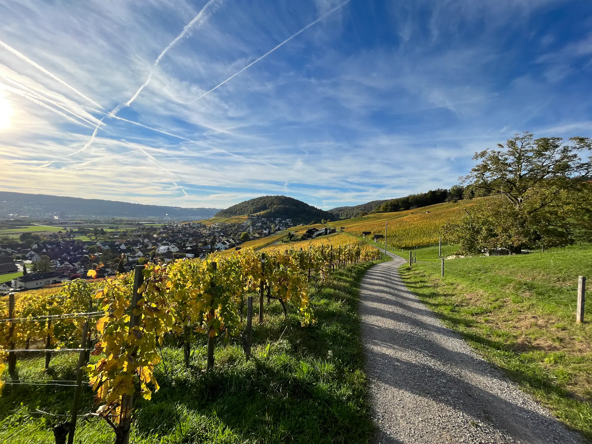 Wonderful view, vineyard walk and local products tasting, Weiningen image 1