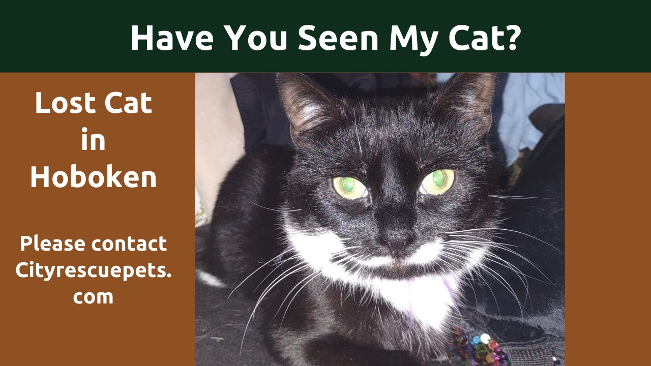 Finding a Lost Cat on the Hoboken Waterfront and Stevens Tech