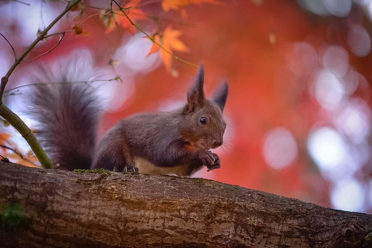 Explore Sofia's Park: Help a Lost Squirrel Find her Way Back Home image