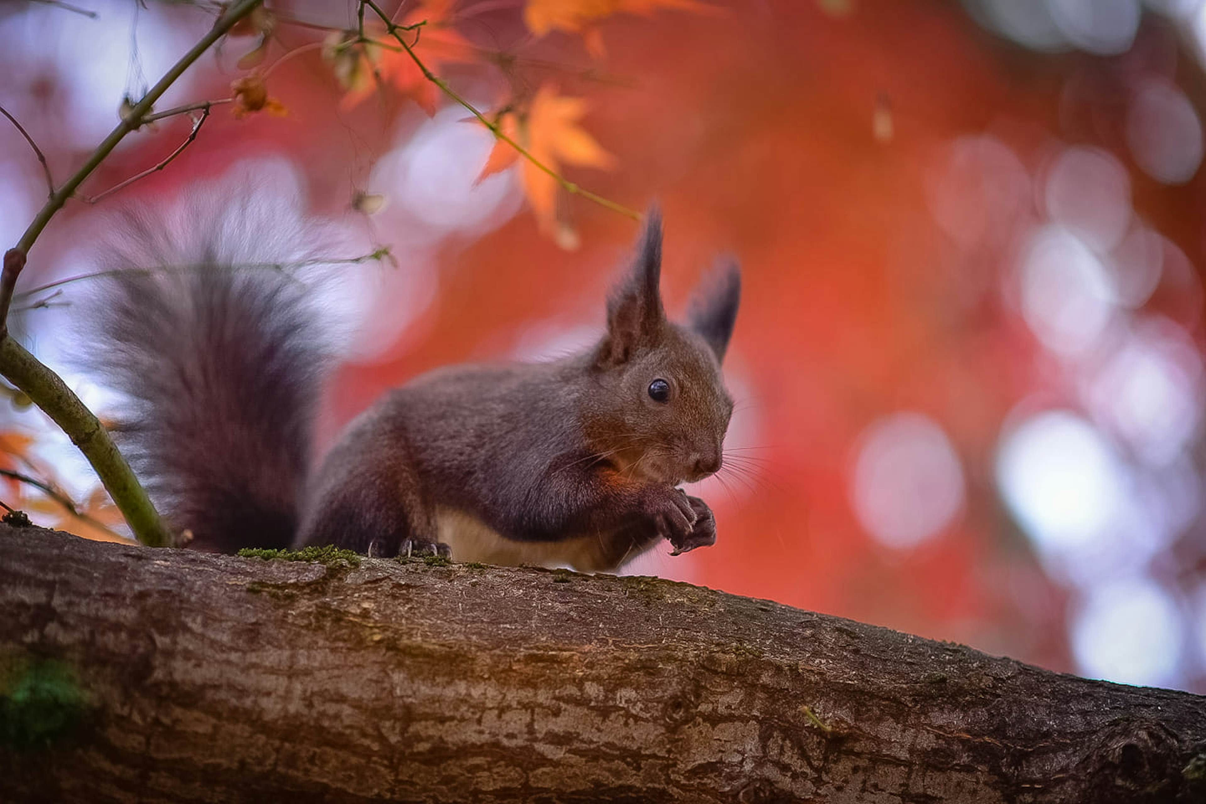 Explore Sofia's Park: Help a Lost Squirrel Find her Way Back Home