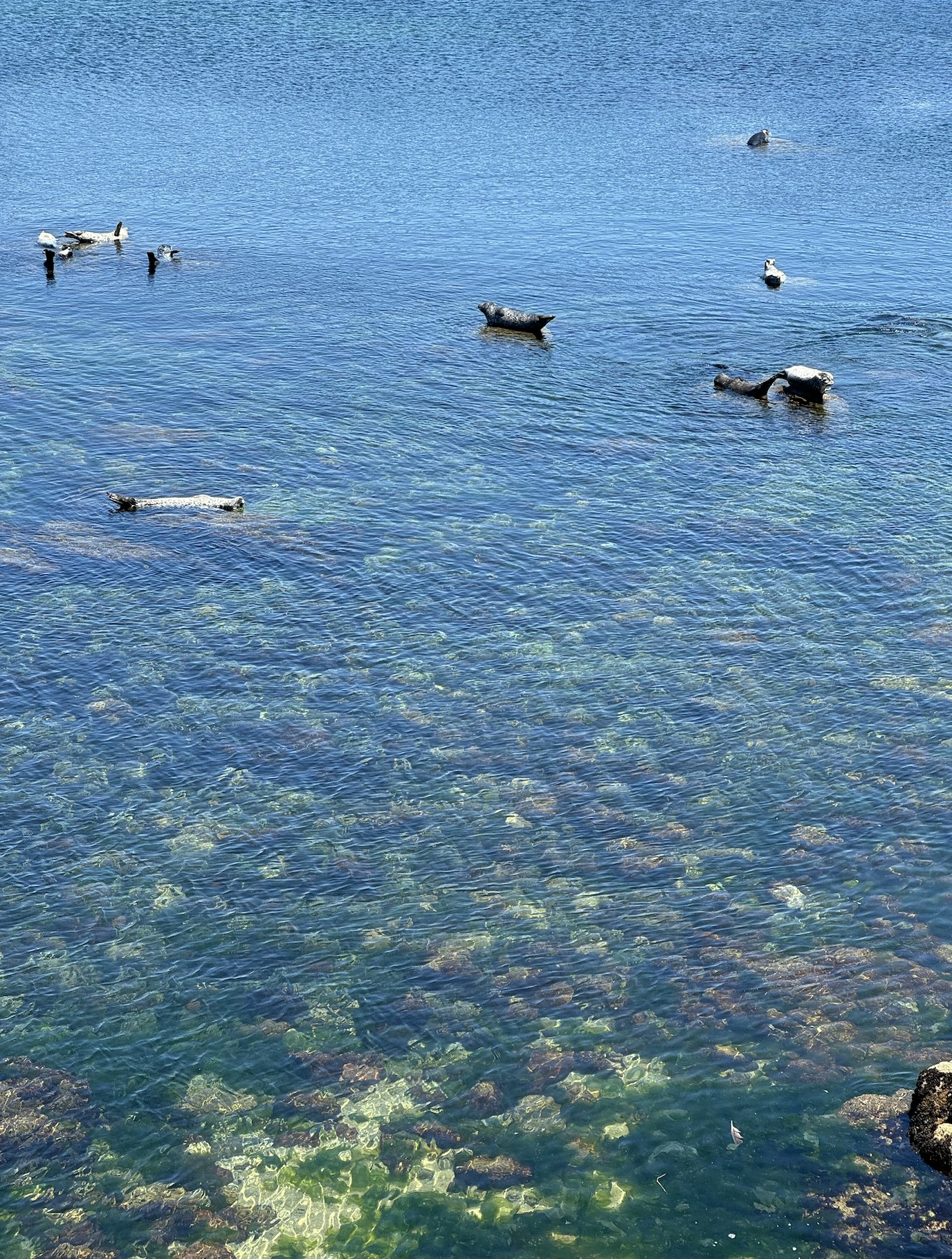 Monterey Bay Coastal Trail