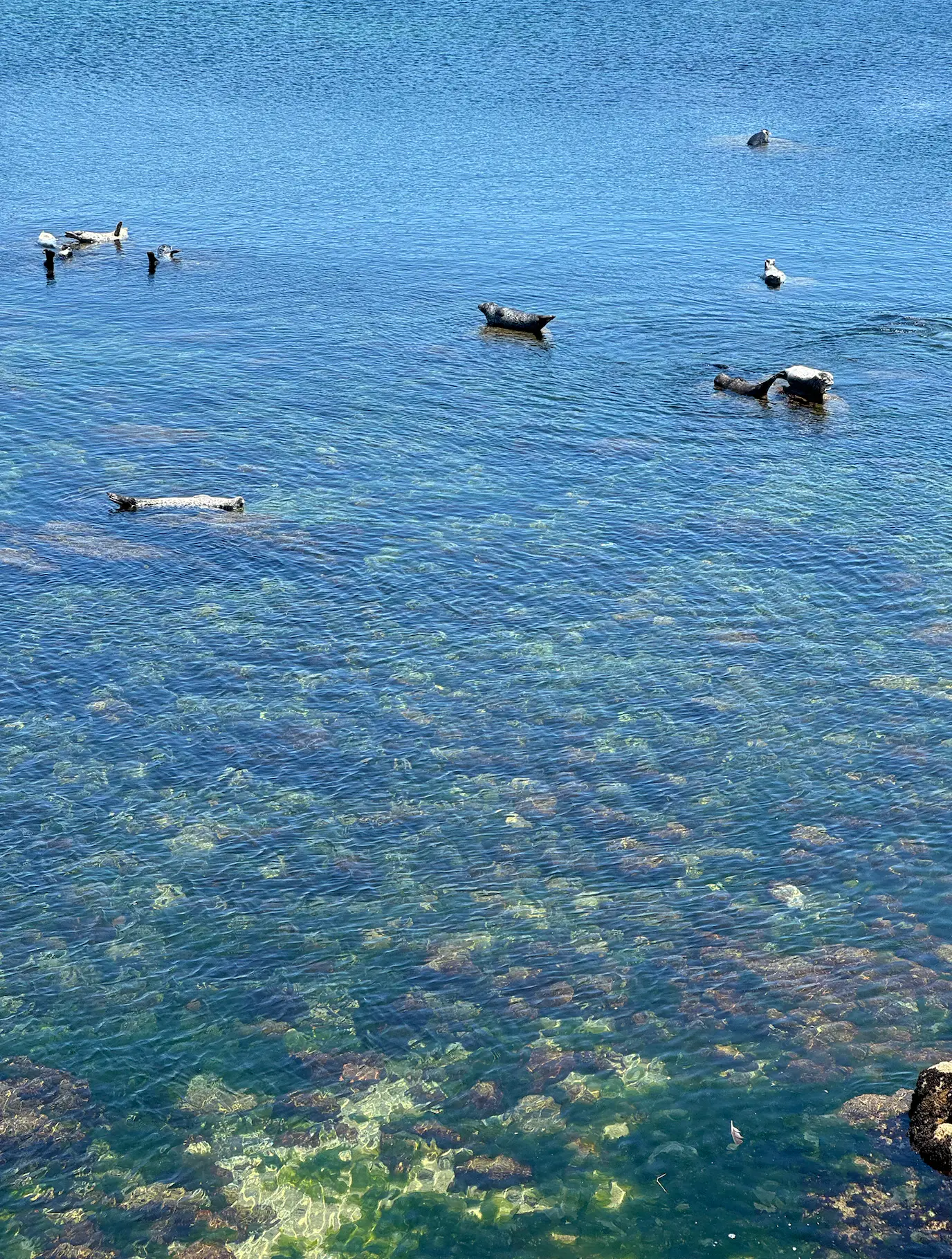 Monterey Bay Coastal Trail image 1