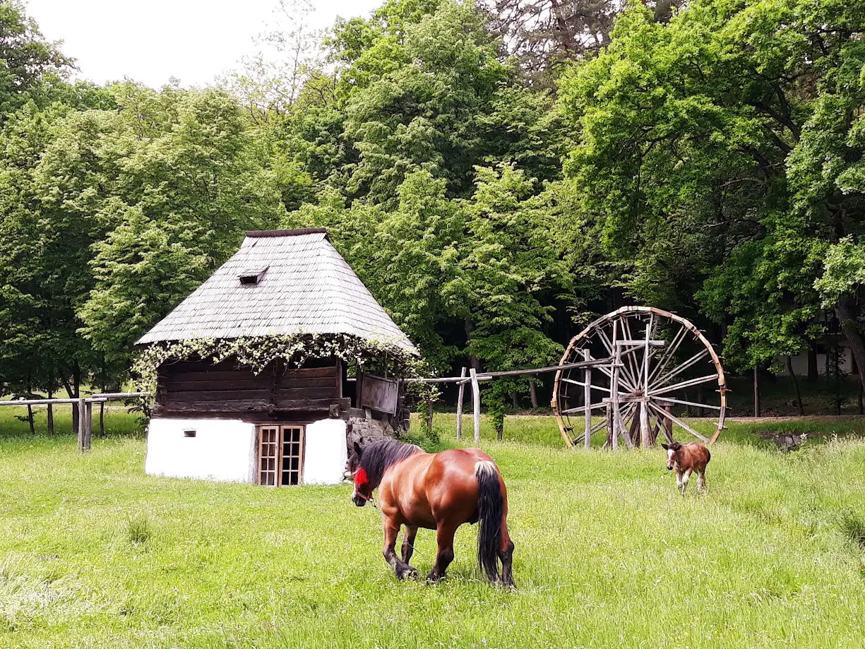 Country Life! At Astra Museum, Sibiu image 1
