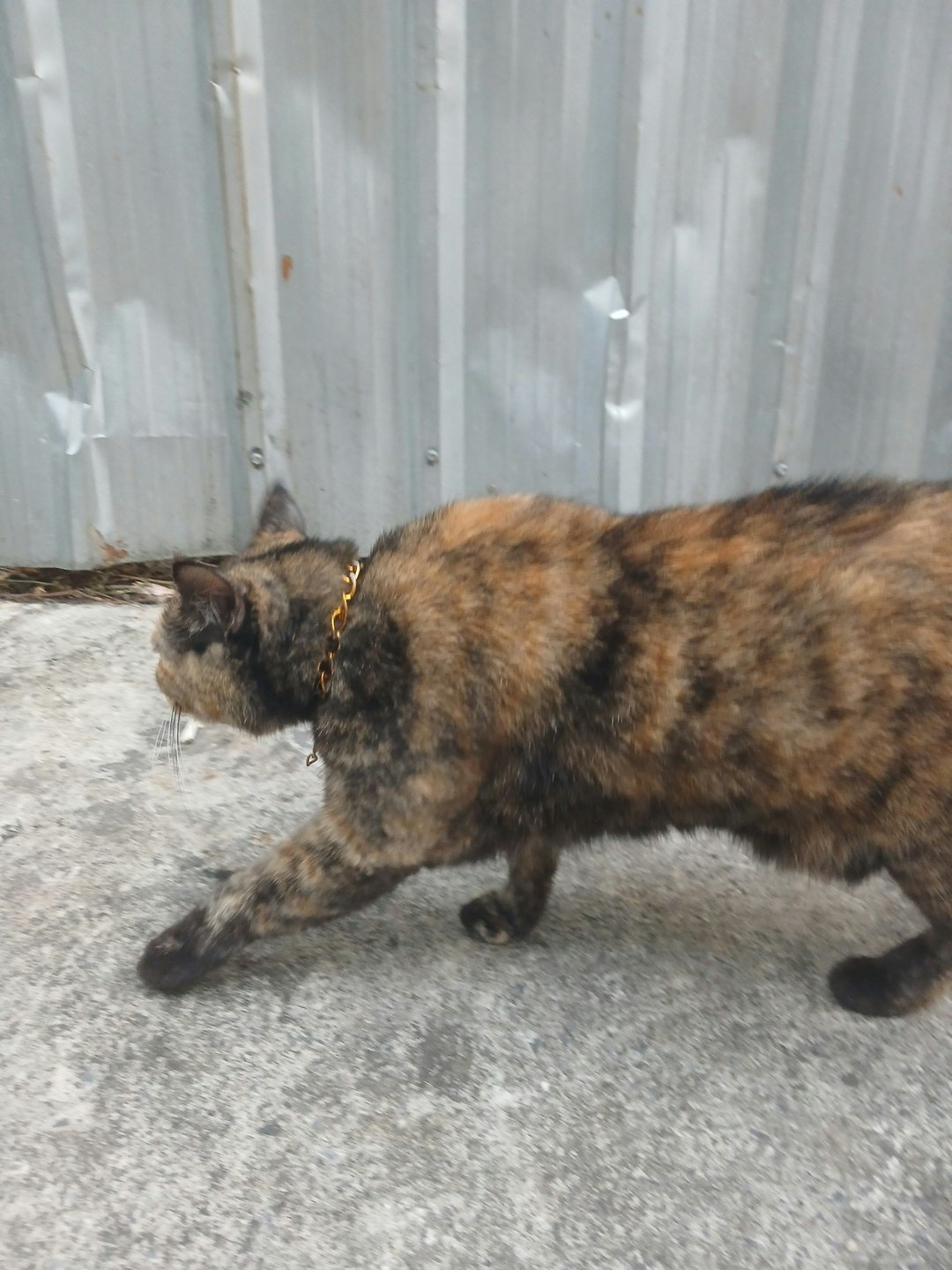 Player photo from The Chinatown Mystery: Time Traveling in Bangkok walking tour in Bangkok