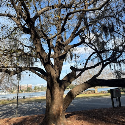 Player photo from Captured by Pirates in Savannah walking tour in Savannah