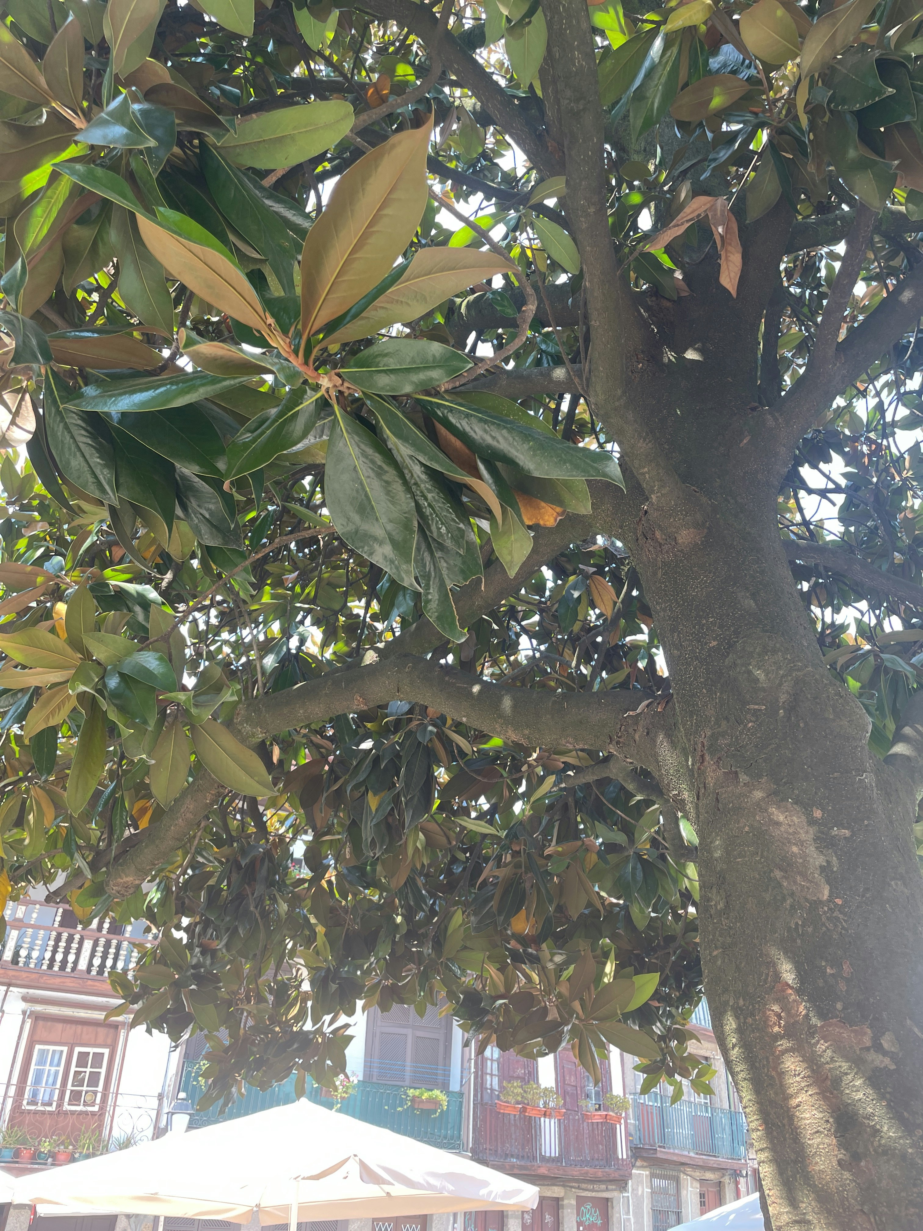 Player photo from Medieval Guimaraes: Legends and Myths walking tour in Guimaraes