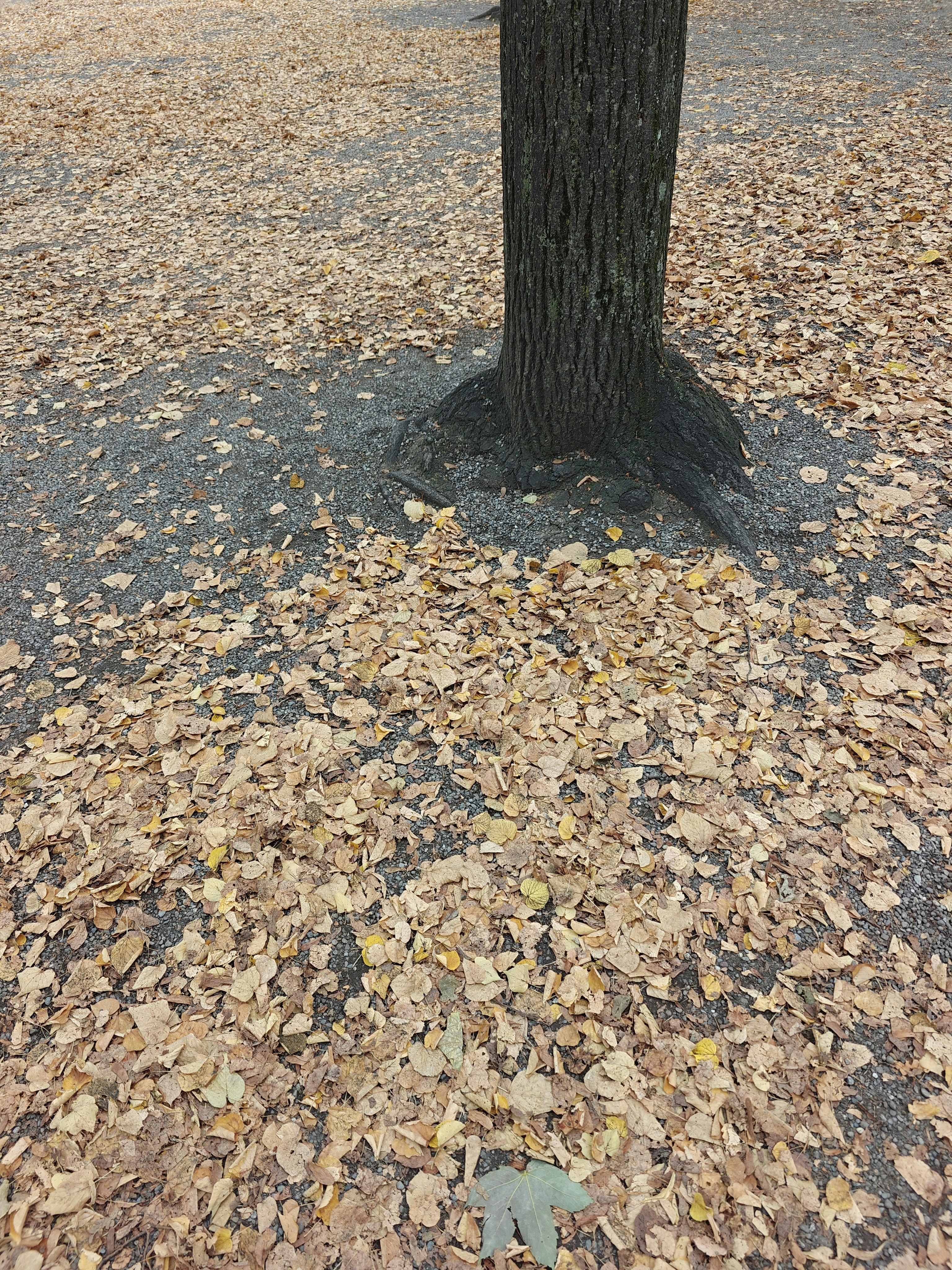 Player photo from Zurich Highlights: Local Gems walking tour in Zürich