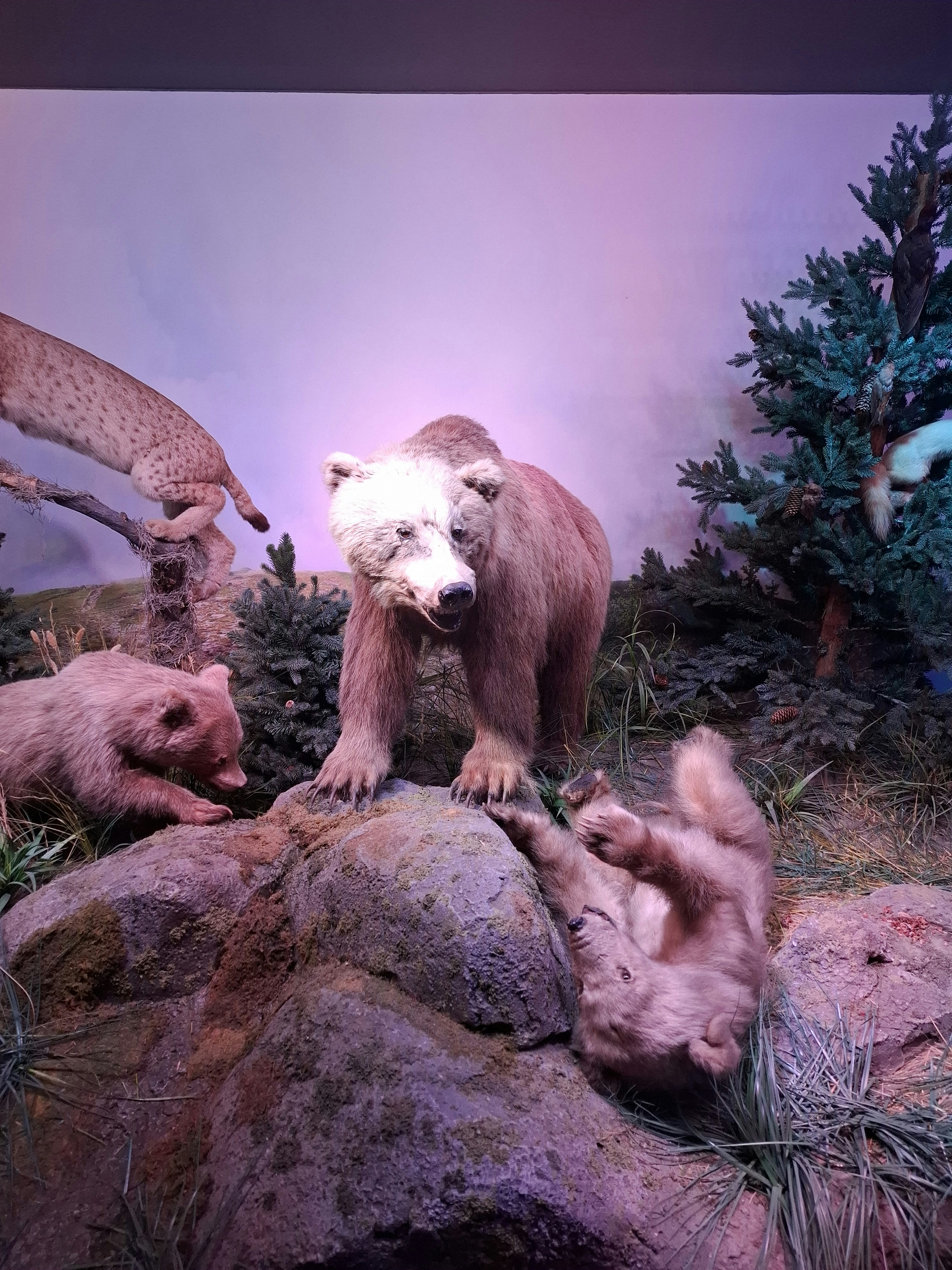 Player photo from Muzeul Antipa: Ocolul Pământului într-o zi walking tour in Bucharest