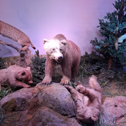 Player photo from Muzeul Antipa: Ocolul Pământului într-o zi walking tour in Bucharest