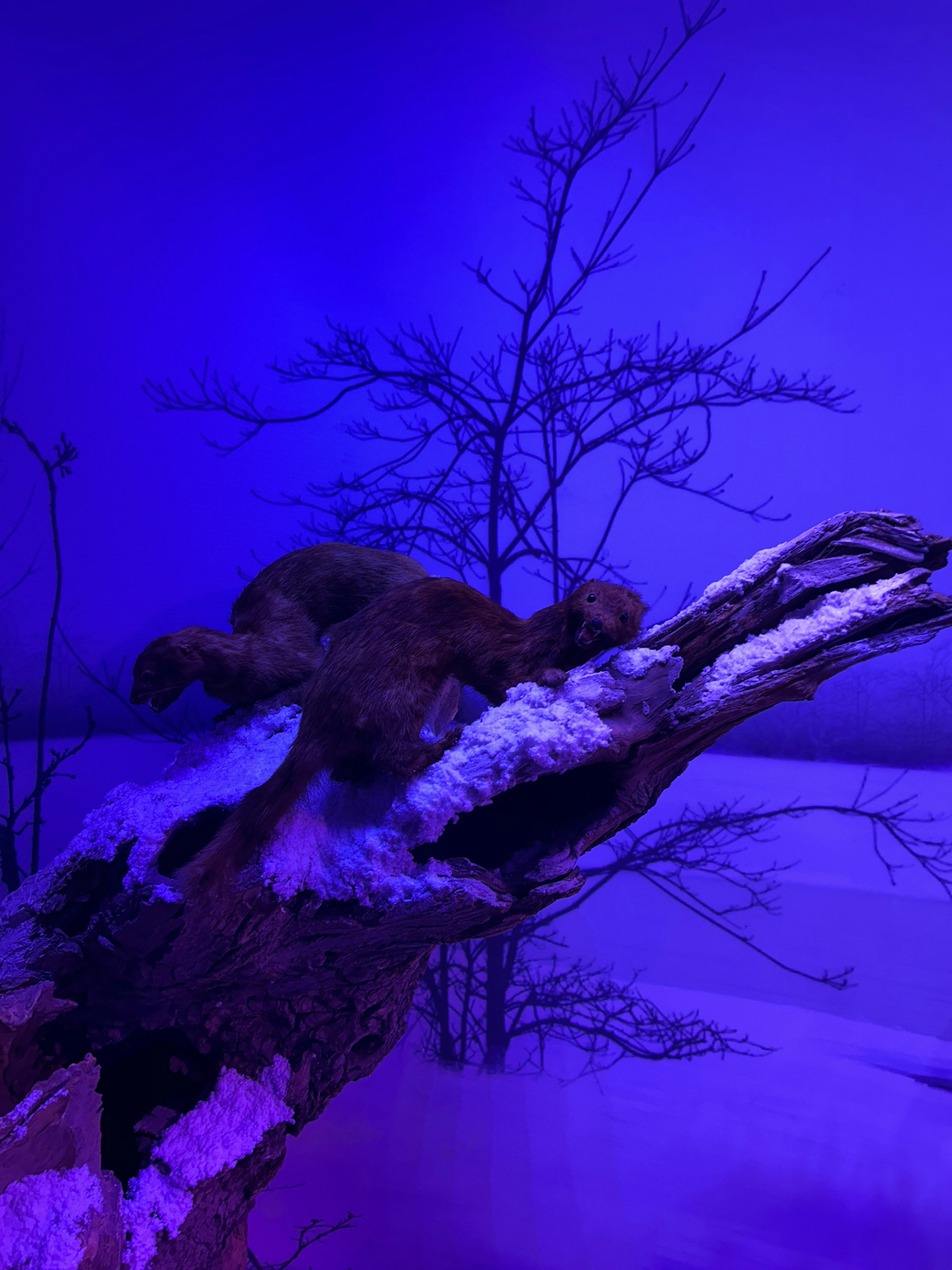 Player photo from Muzeul Antipa: Ocolul Pământului într-o zi walking tour in Bucharest