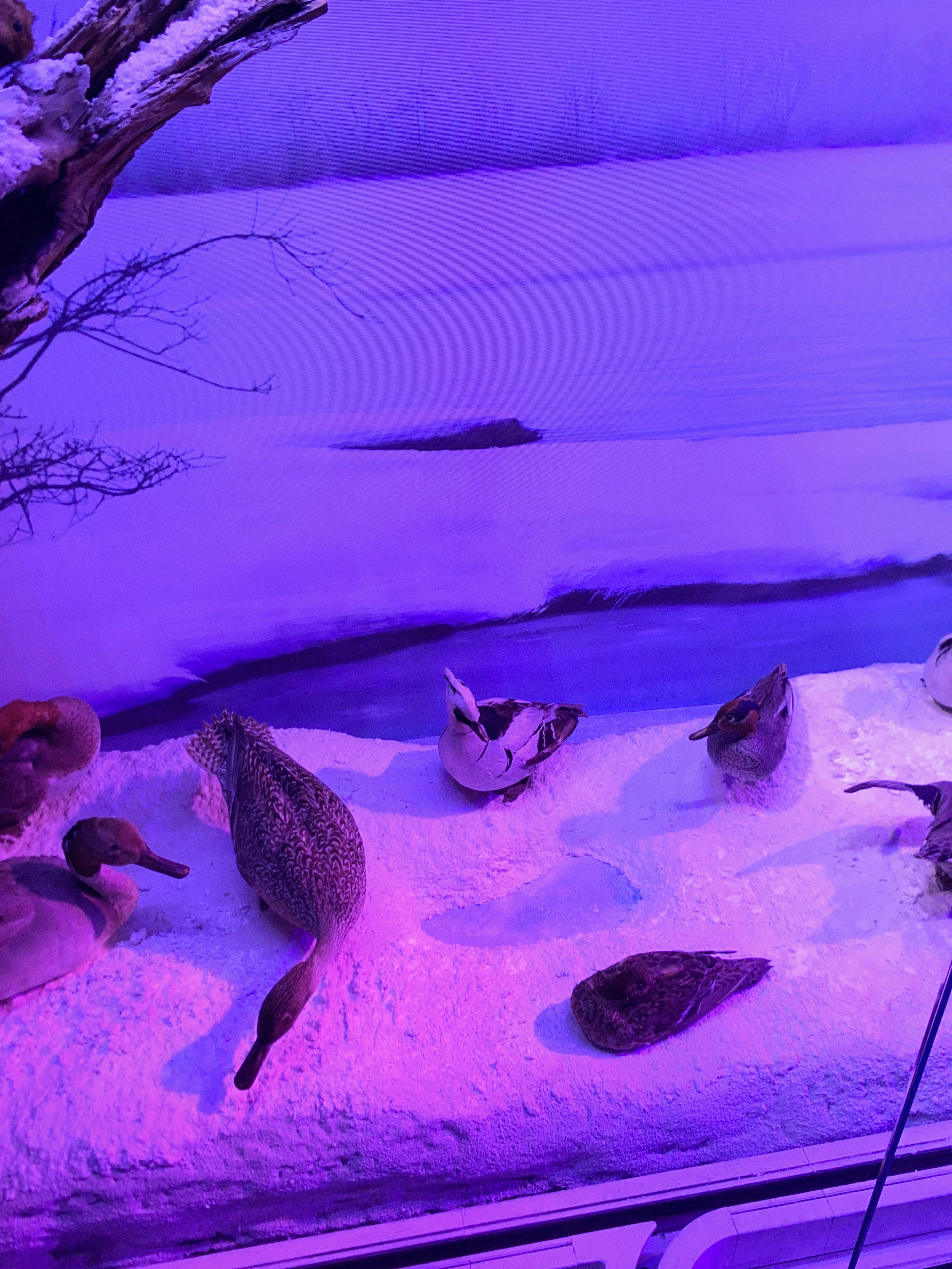 Player photo from Muzeul Antipa: Ocolul Pământului într-o zi walking tour in Bucharest