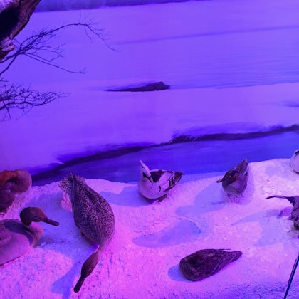 Player photo from Muzeul Antipa: Ocolul Pământului într-o zi walking tour in Bucharest