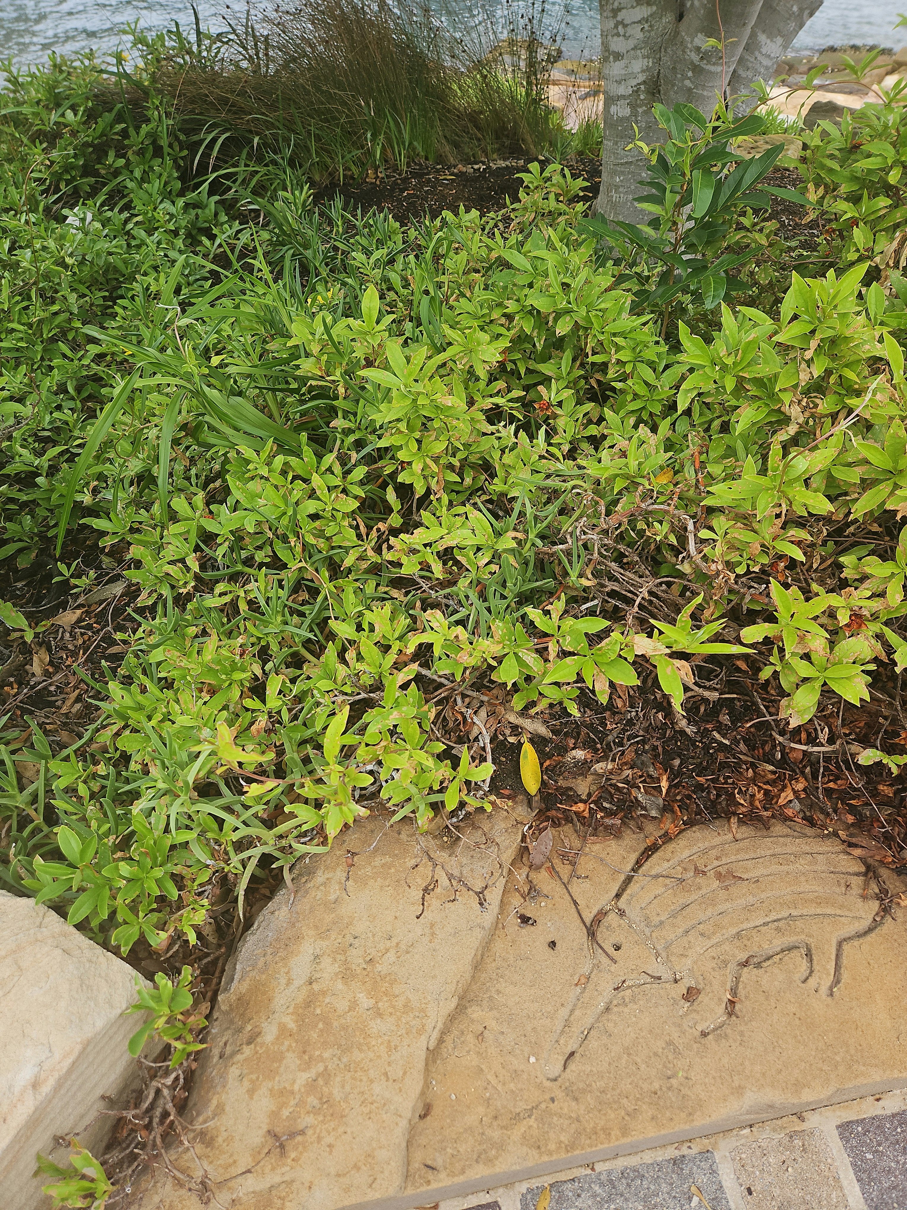 Player photo from Street Art of Sydney: Catch an Art Thief  walking tour in Sydney