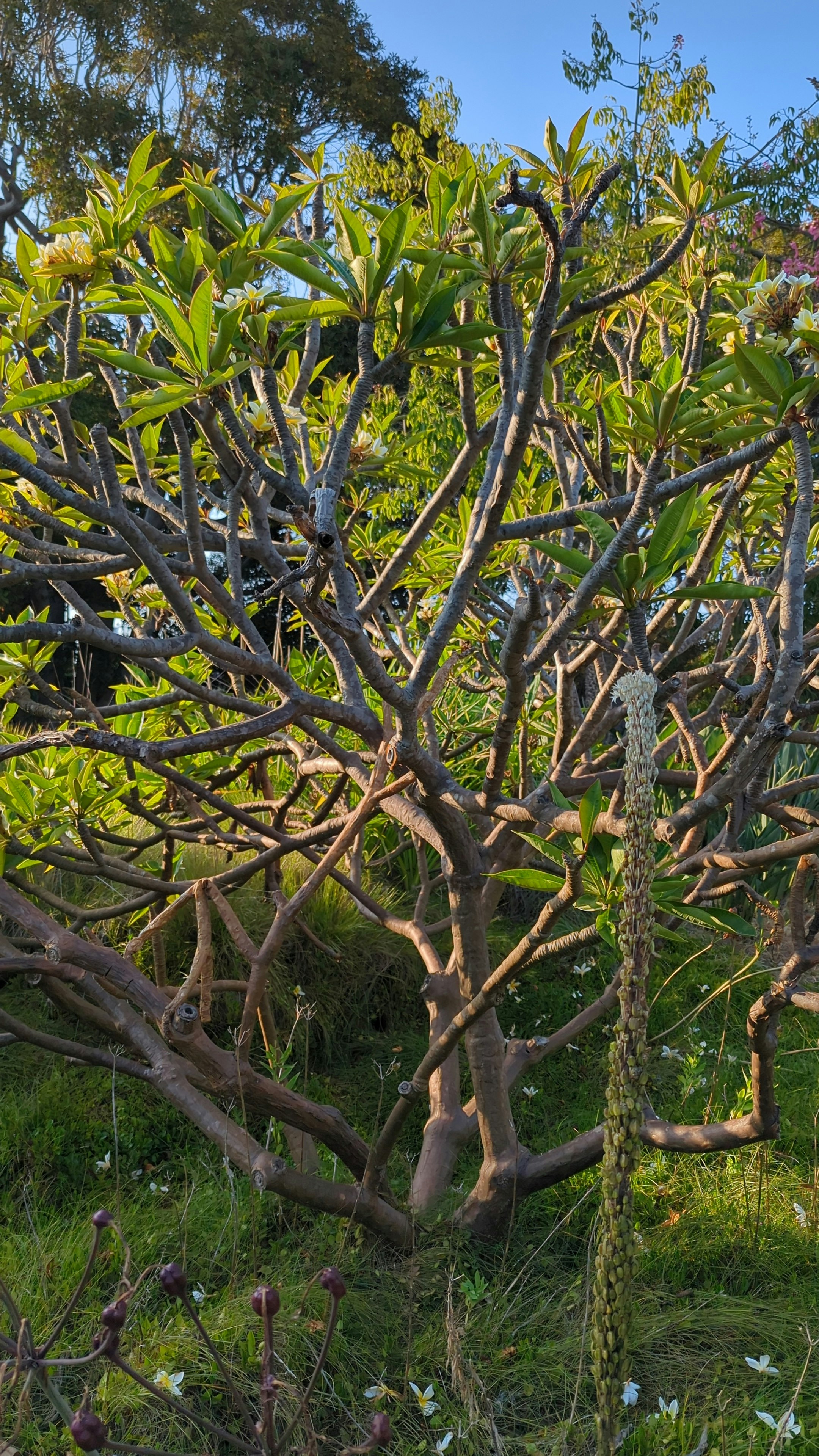 Player photo from Superhero Support Team: Santa Monica walking tour in Los Angeles