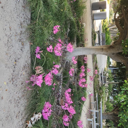 Player photo from Superhero Support Team: Santa Monica walking tour in Los Angeles