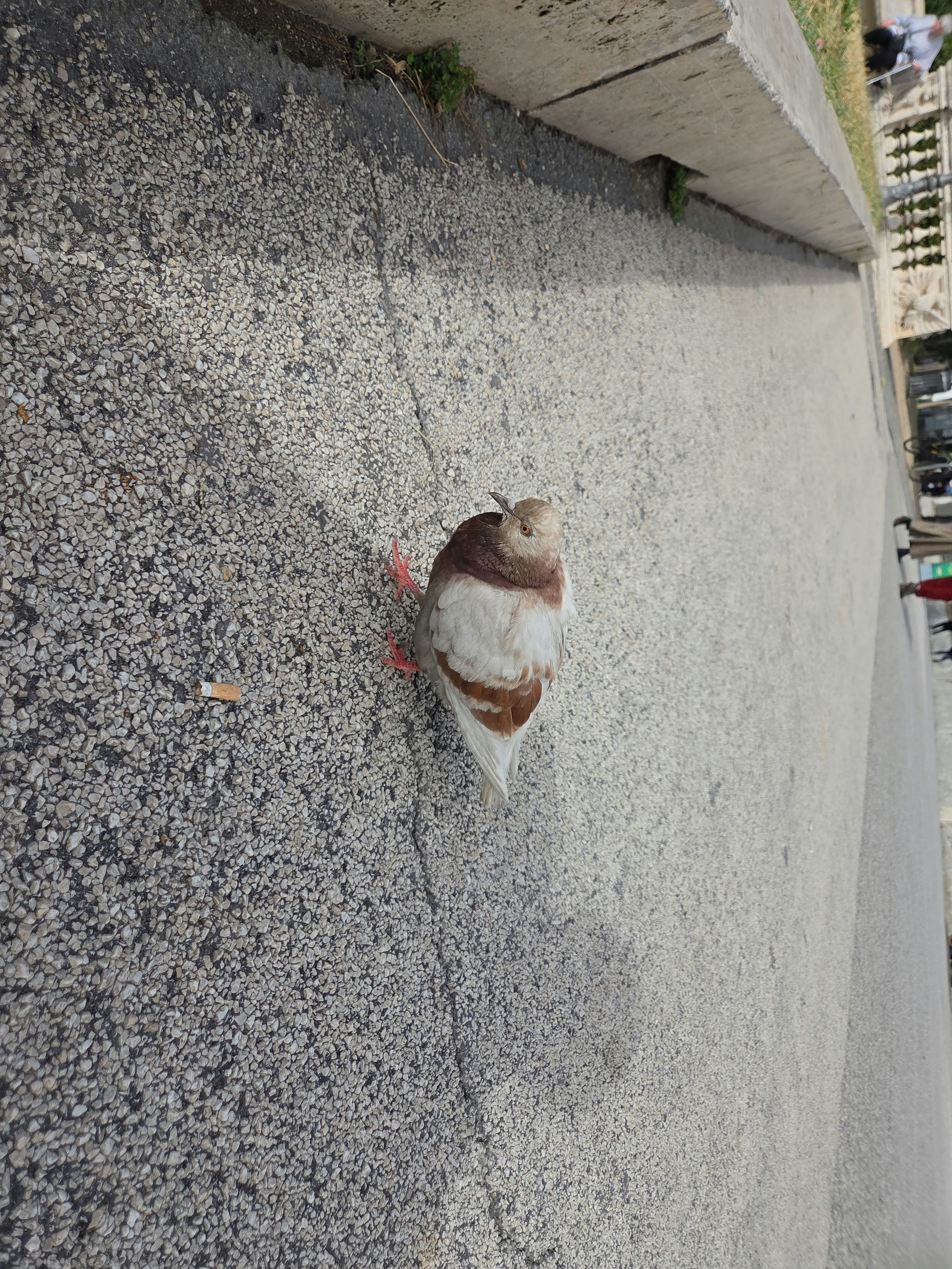 Player photo from Historical Rome: The Sad Souls of Villa Borghese walking tour in Rome