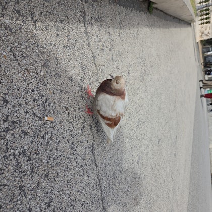 Player photo from Historical Rome: The Sad Souls of Villa Borghese walking tour in Rome