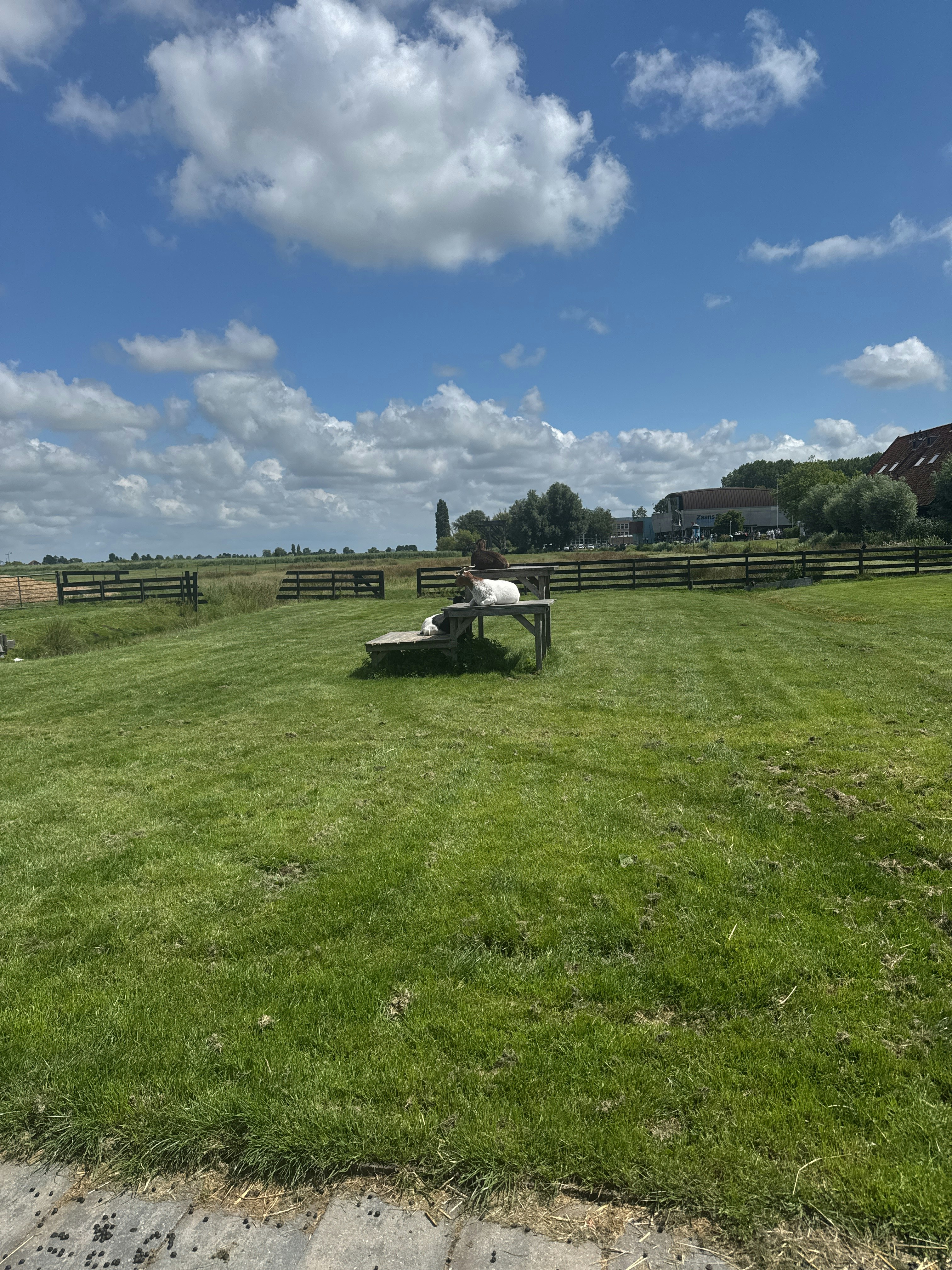Player photo from The Mystery of the Zaanse Schans: Whispers of the Windmills, Zaandam walking tour in Zaandam