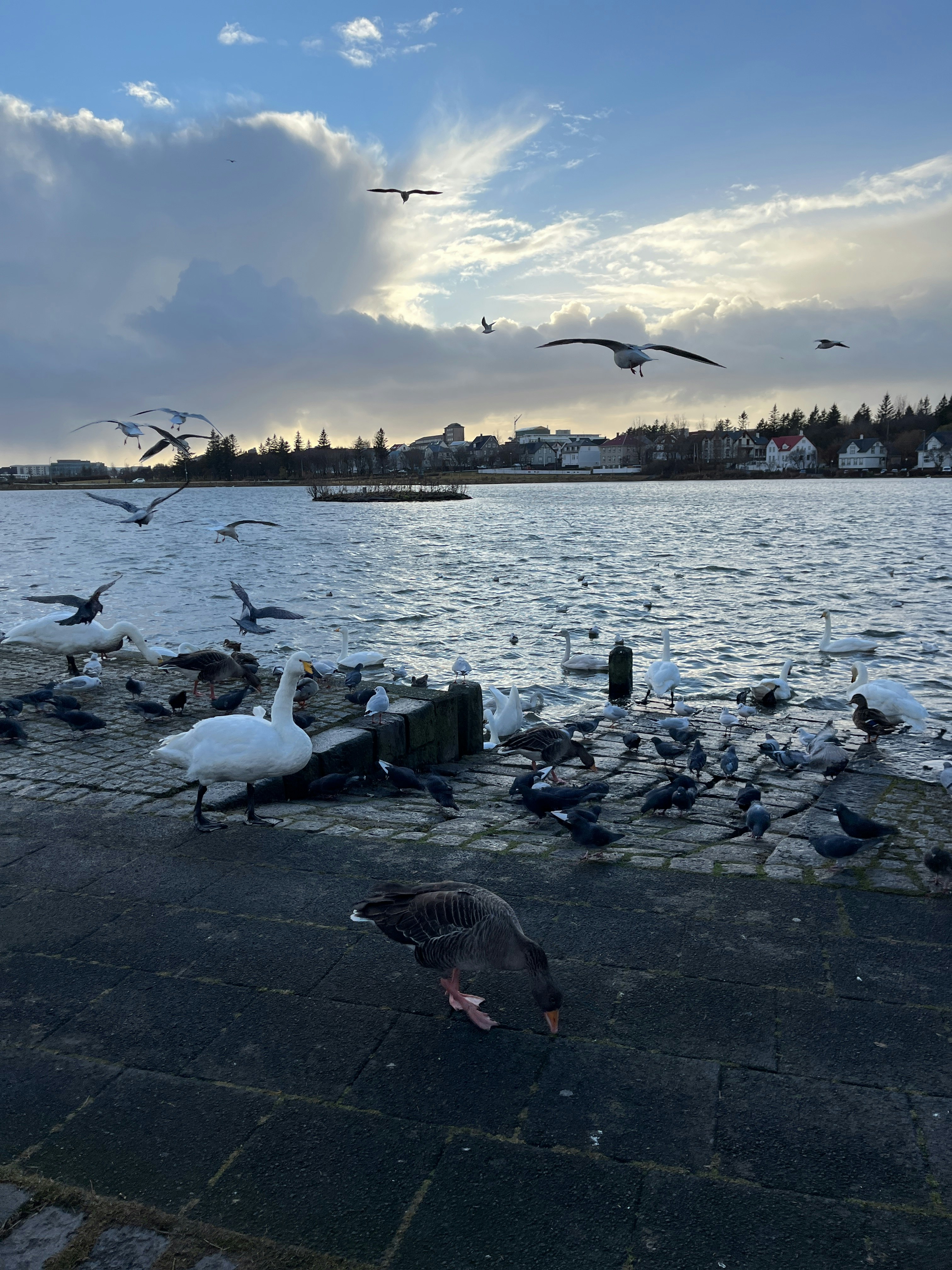 Player photo from Highlights of Reykjavík: Viking Trails!     walking tour in Reykjavík