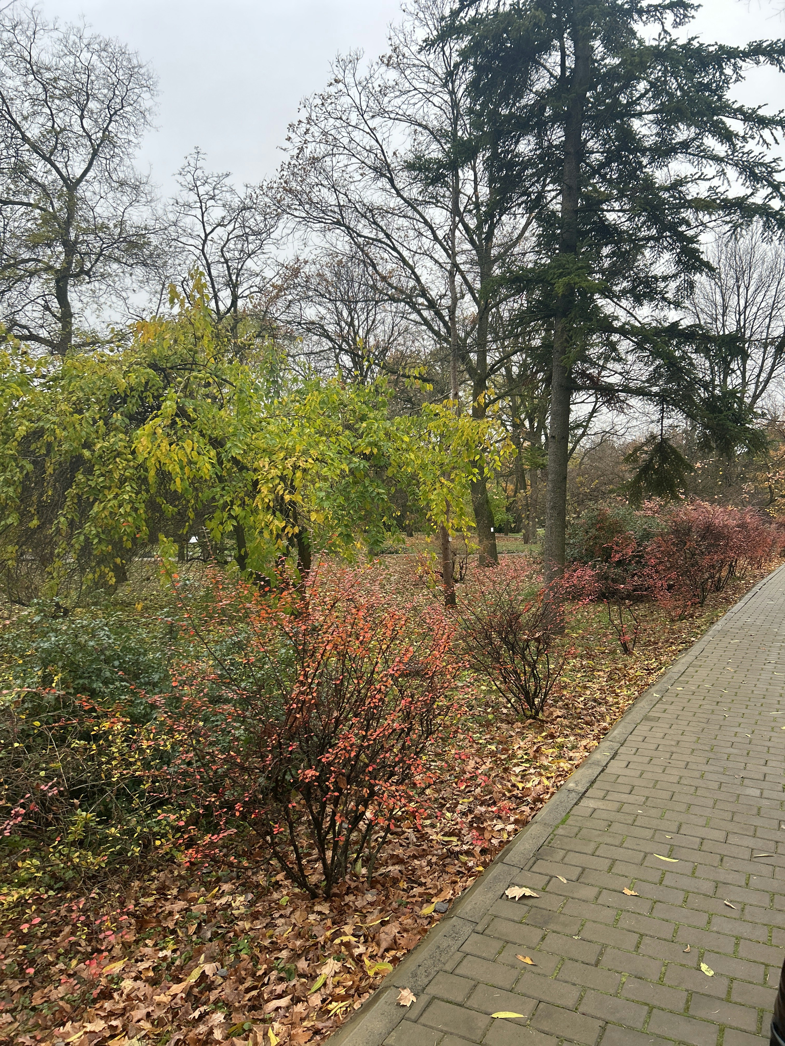 Player photo from Garden's Knights: Gradina Botanica Iasi walking tour in Iasi