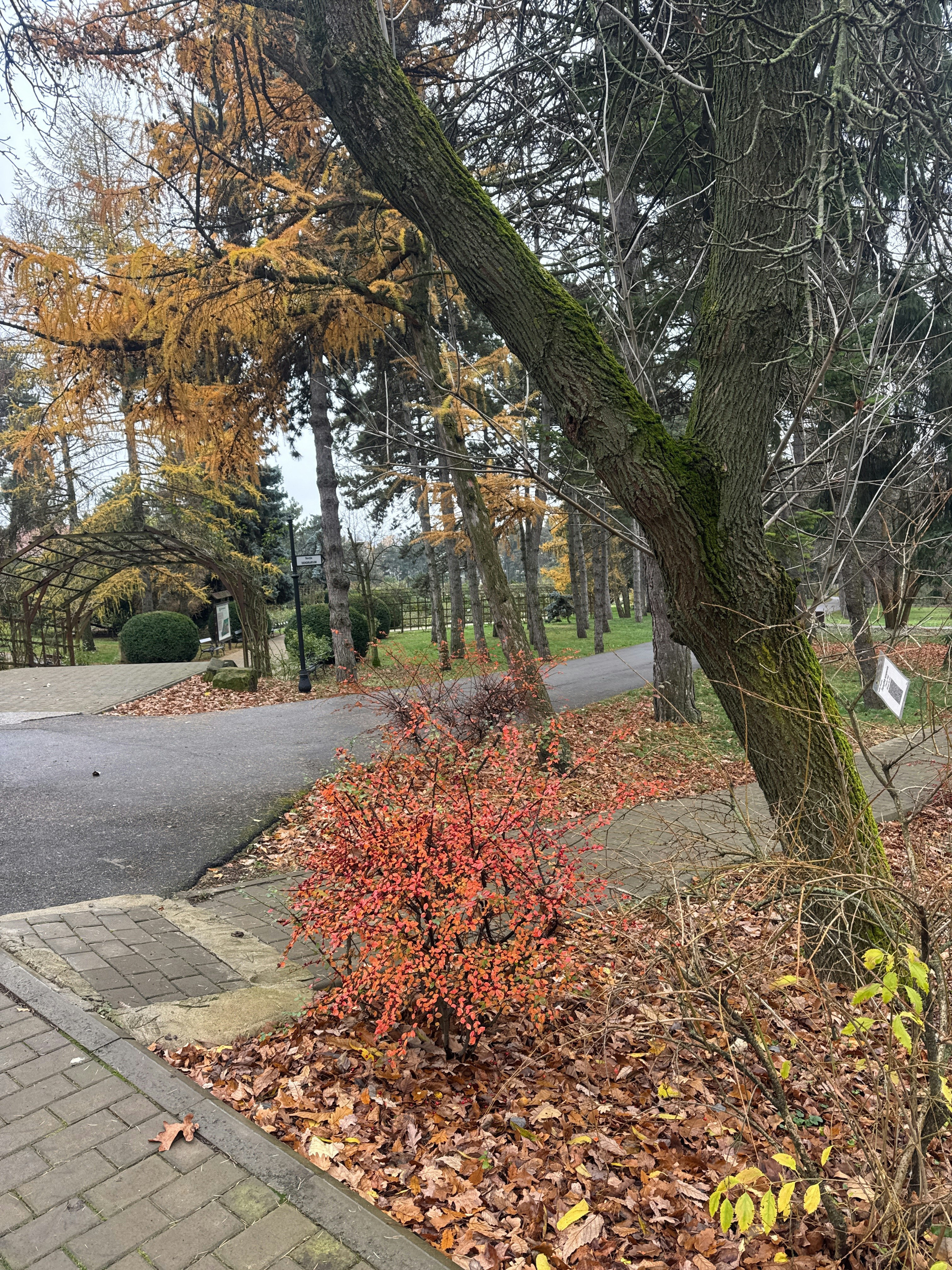 Player photo from Garden's Knights: Gradina Botanica Iasi walking tour in Iasi