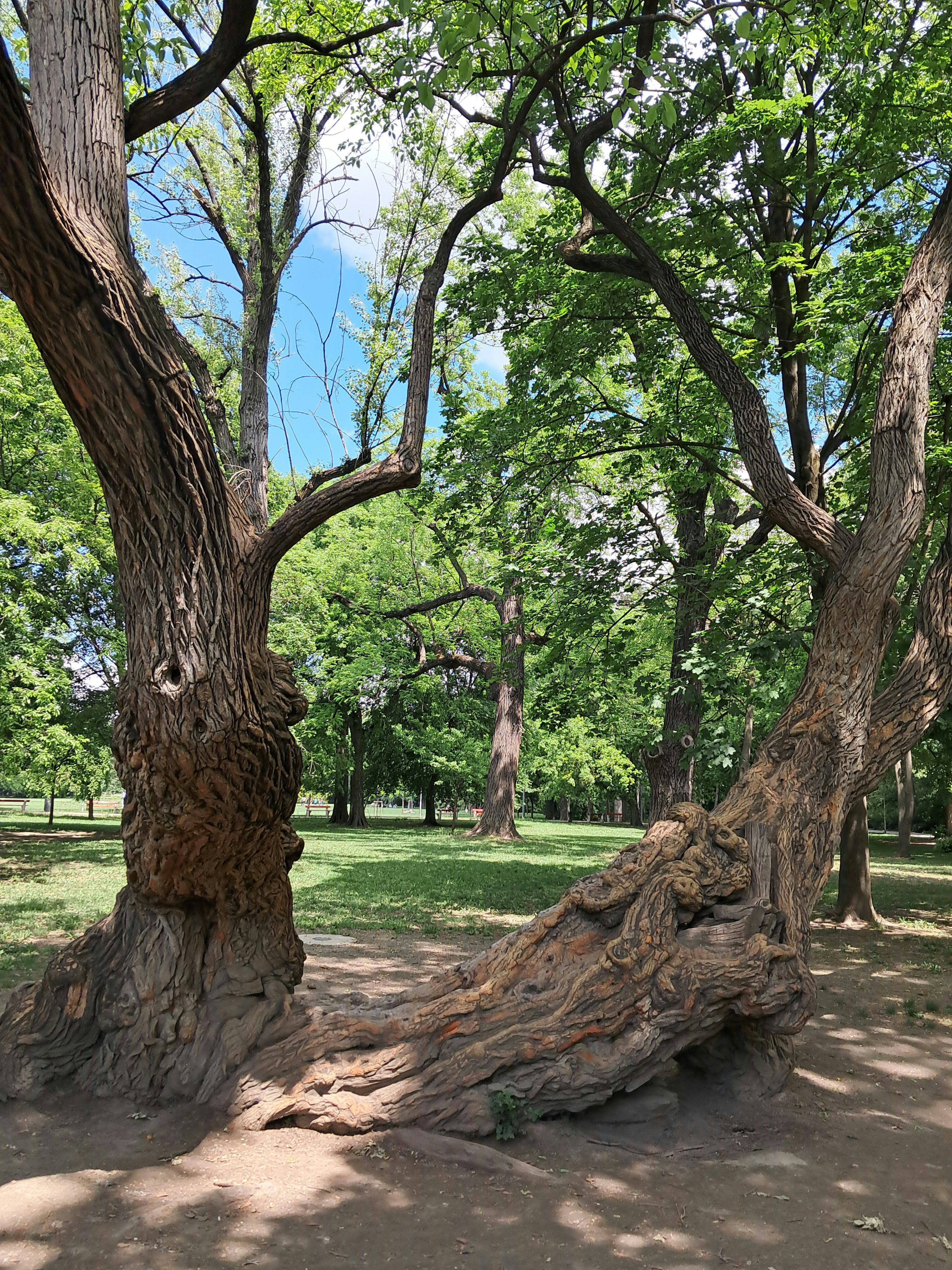 Player photo from Budapest Eclipse of Shadows: A Margaret Island Investigation walking tour in Budapest