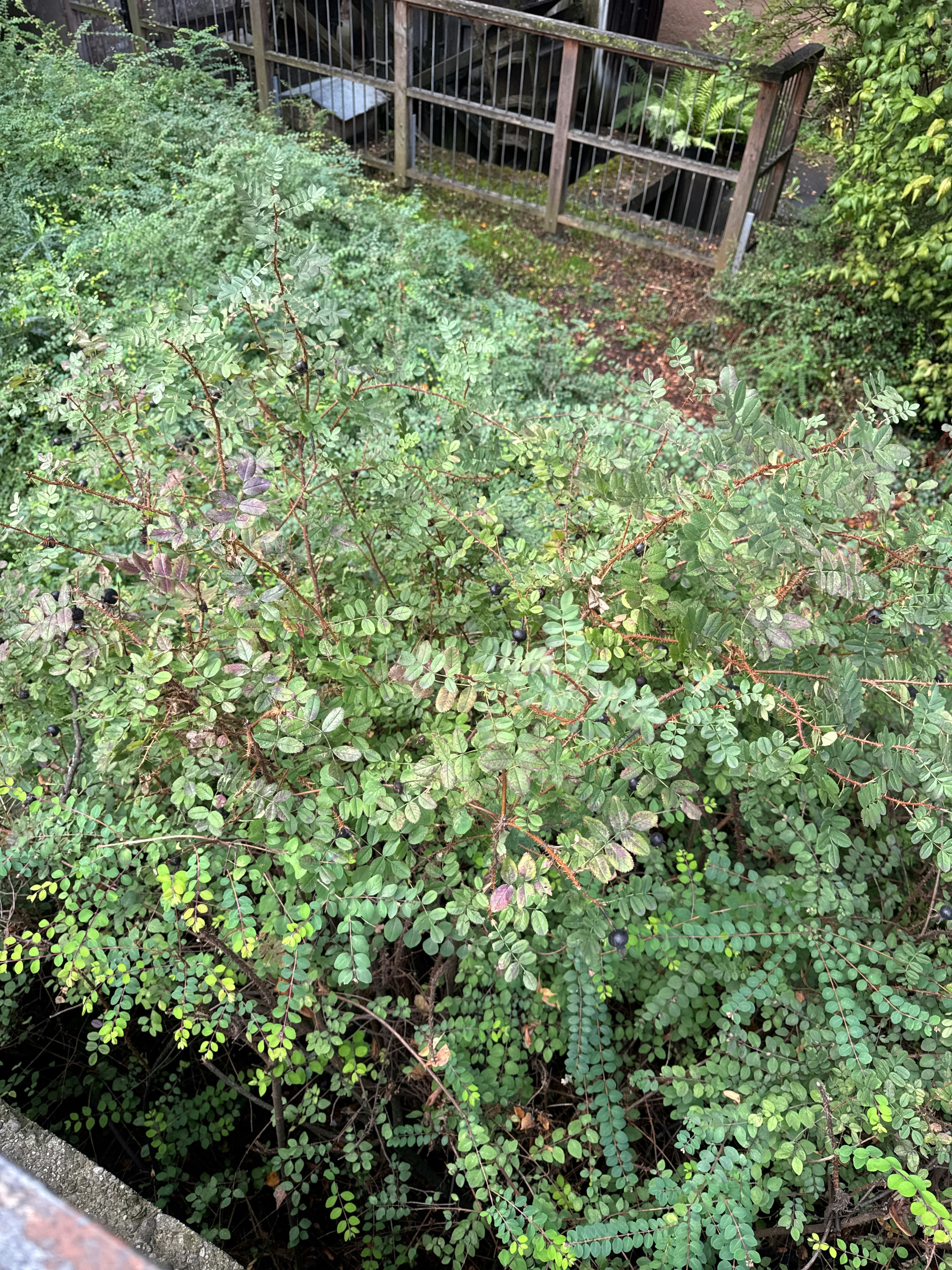 Player photo from Enigmatic Waters: Secrets of Augsburg Walking Tour & Escape Game walking tour in Augsburg