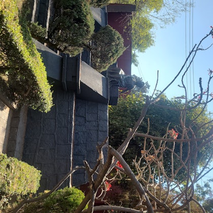 Player photo from Enigma Adventure in Coyoacán, Mexico City walking tour in Mexico City