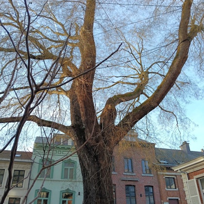 Player photo from Leuven AI resistance walking tour in Leuven