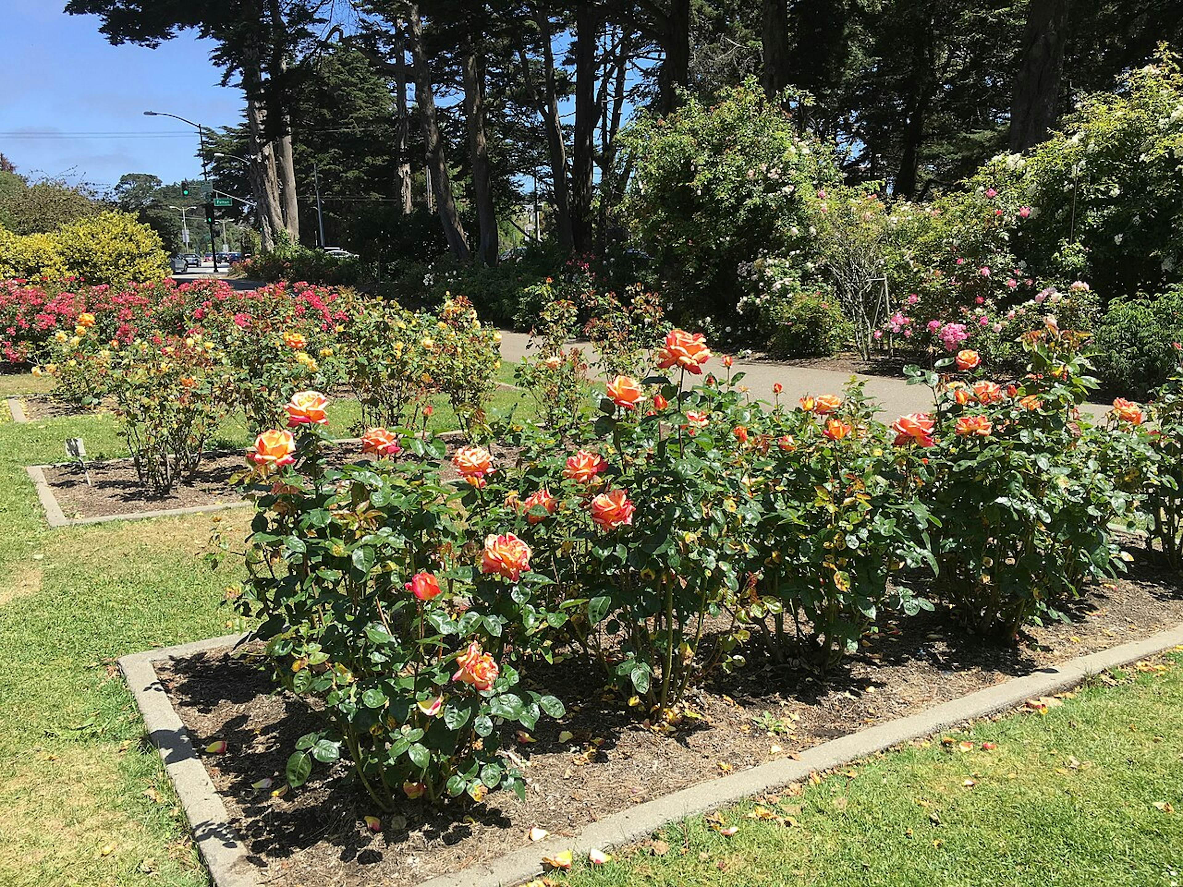 Golden Gate Rose Garden