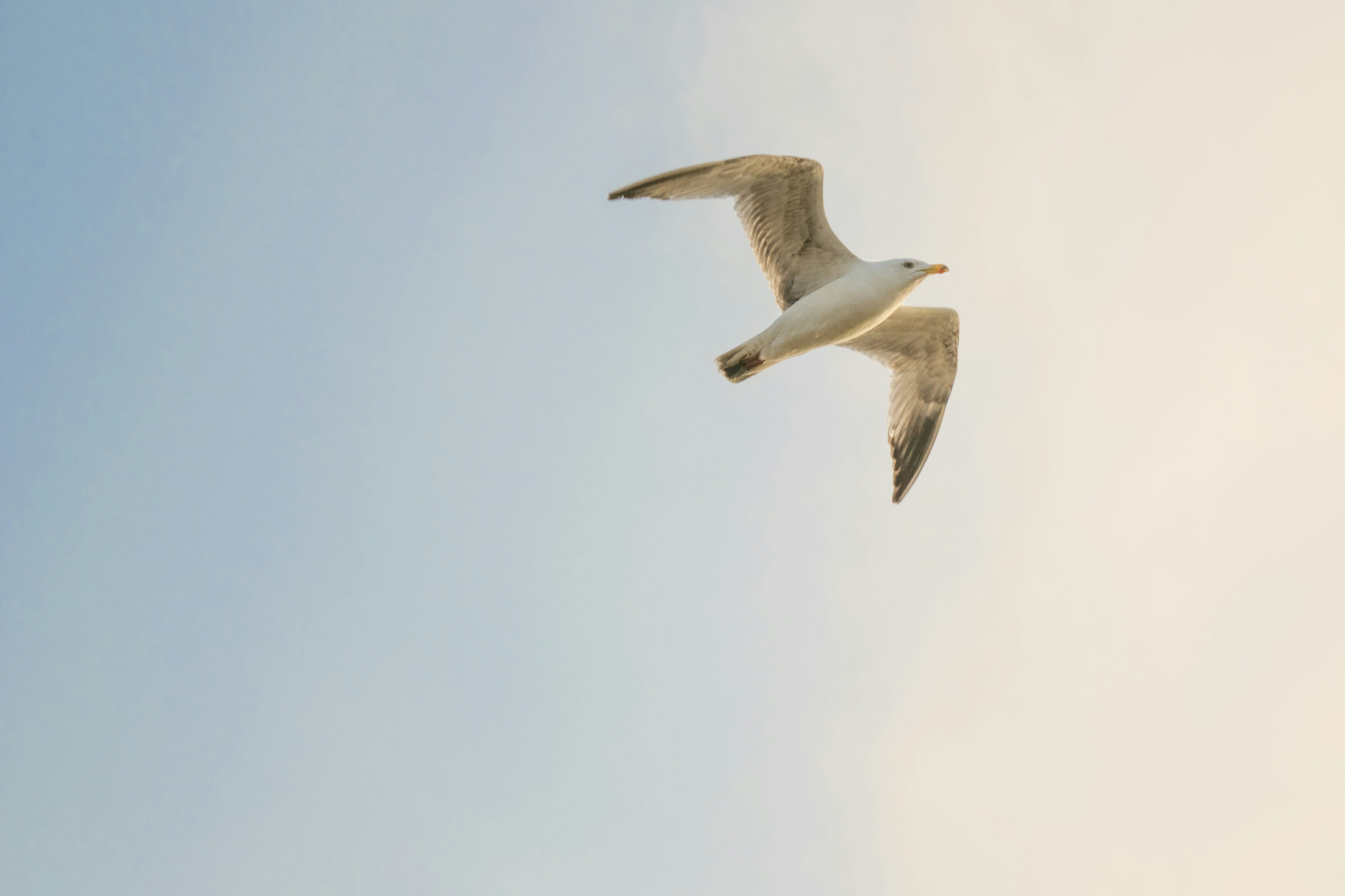 Mythic Monster Quests: The Great Gull Of Brighton 