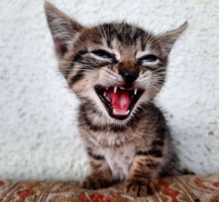 Lucian Pasca, quest creator on Questo