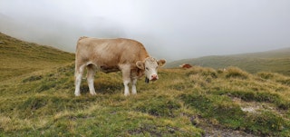 Guillaume, quest creator on Questo